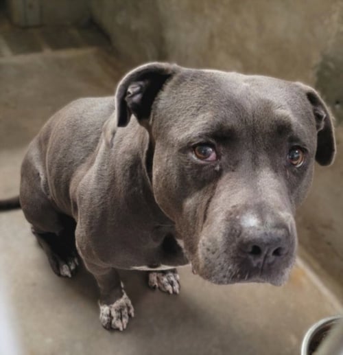 MAC - Pit Bull Terrier available for adoption
