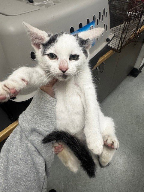 MIGUEL - Domestic Short Hair available for adoption