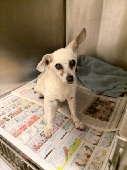 SNIZZY - Chihuahua available for adoption