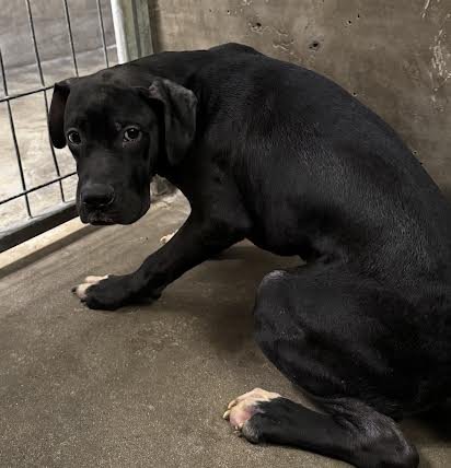 MAGNUM - American Staffordshire Terrier available for adoption