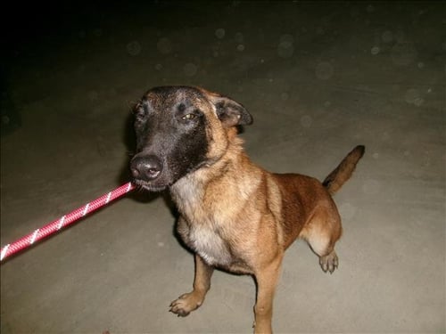 NOELLA - Belgian Shepherd Malinois available for adoption