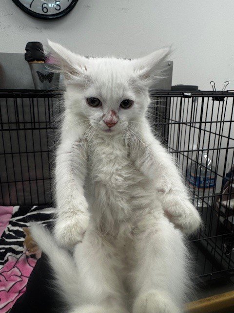 ARYANA - Domestic Medium Hair available for adoption
