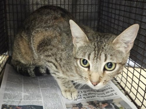 MARISOL - Domestic Short Hair available for adoption
