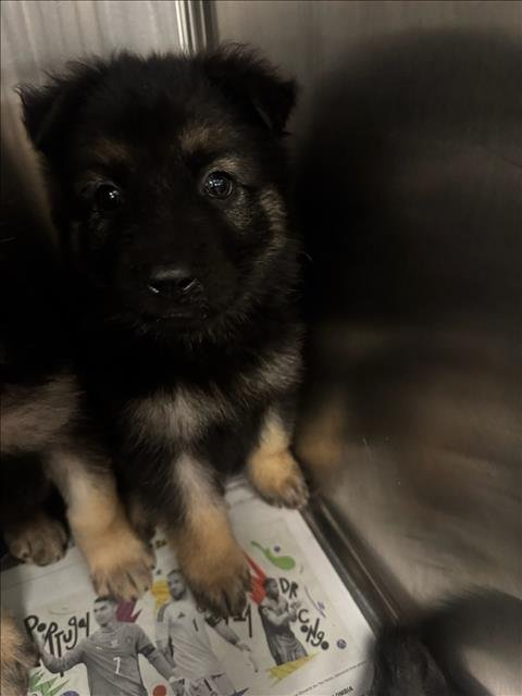 LARS - German Shepherd Dog available for adoption