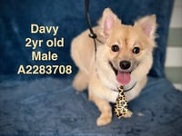 DAVY - Photo 1