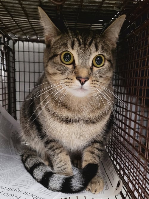 PISTACHIO - Domestic Short Hair available for adoption