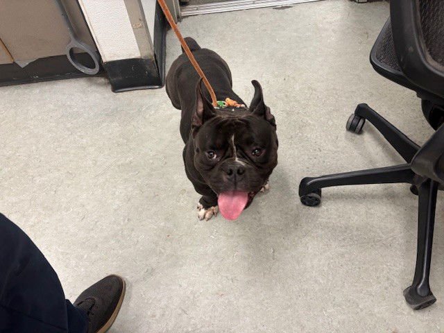 NIKE - Pit Bull Terrier available for adoption