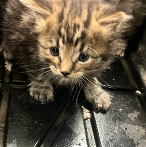 A2274704 - Domestic Short Hair available for adoption
