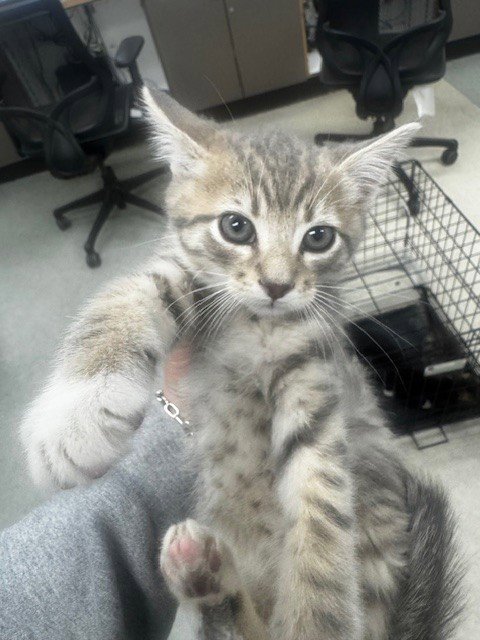 SANTI - Domestic Short Hair available for adoption