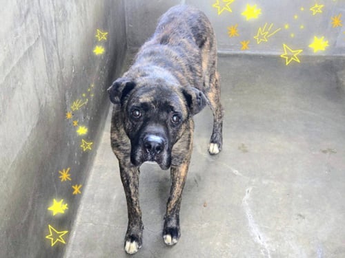 ISAAC - Cane Corso Mastiff available for adoption