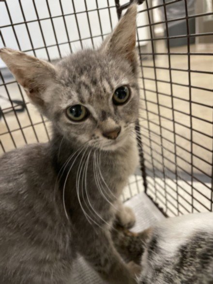 JAMES - Domestic Short Hair available for adoption