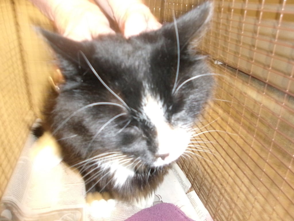 SALEM Image