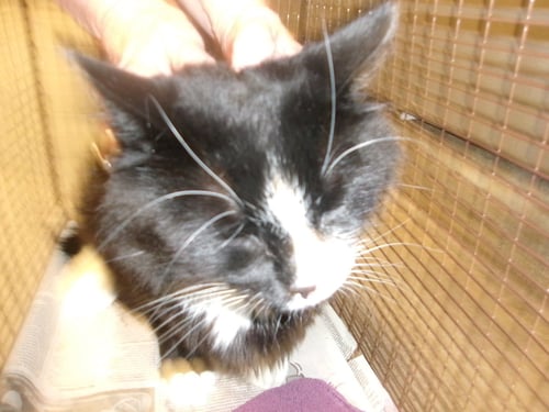 SALEM - Domestic Short Hair available for adoption