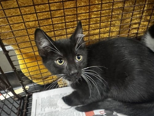 GHOST - Domestic Short Hair available for adoption