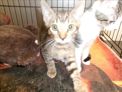 A2296180 - Domestic Short Hair available for adoption
