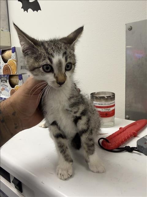 WARIO - Domestic Short Hair available for adoption