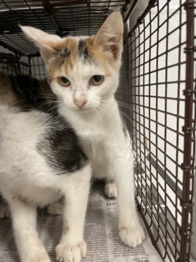 BETH - Domestic Short Hair available for adoption