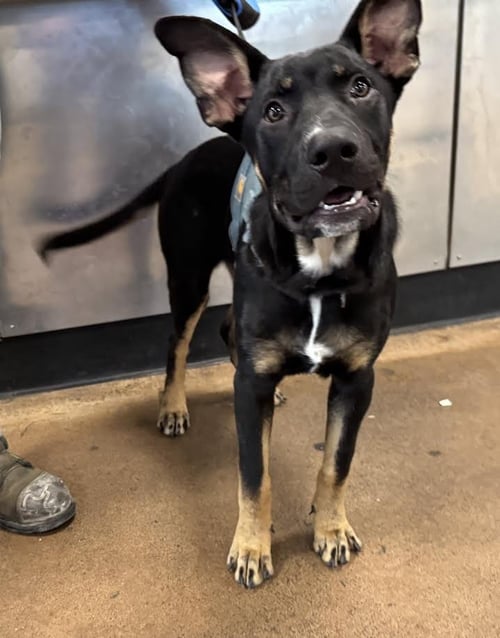 LUCKY BOY - German Shepherd Dog available for adoption