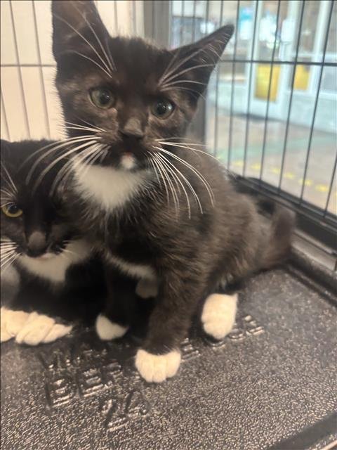 BABY 2 - Domestic Short Hair available for adoption