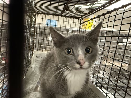 A2285471 - Domestic Short Hair available for adoption