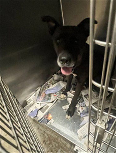 BLACKIE - German Shepherd Dog available for adoption