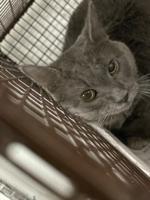 BEAR - Domestic Short Hair available for adoption
