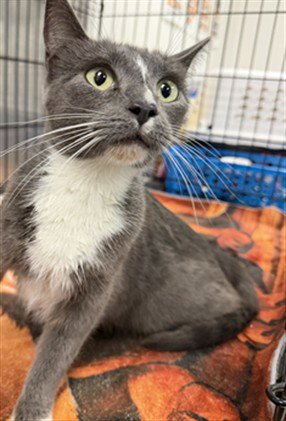 MACCIE - Domestic Short Hair available for adoption