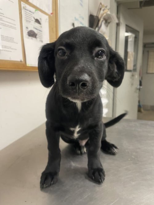 A2300487 - Dachshund available for adoption