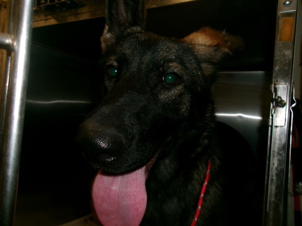 MANOLO - Belgian Shepherd Malinois available for adoption