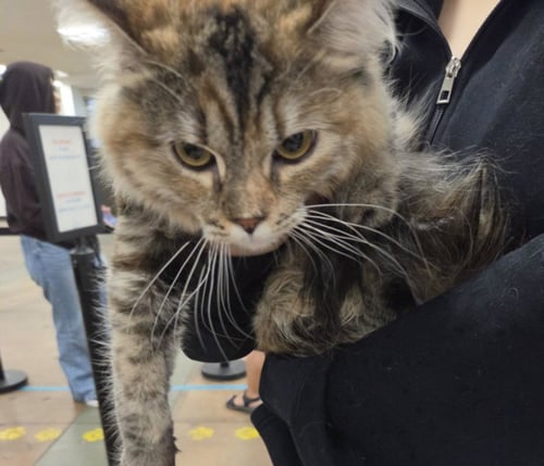 LUNA - Domestic Short Hair available for adoption