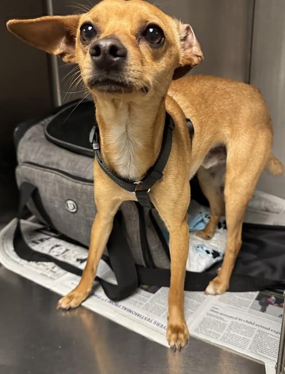 MR PUPPY Image