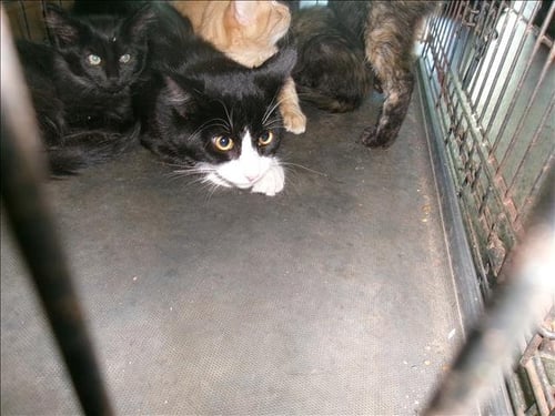 A2301929 - Domestic Short Hair available for adoption