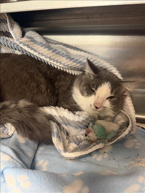 A2299712 - Domestic Medium Hair available for adoption