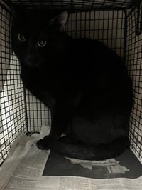 BENDER - Photo 1