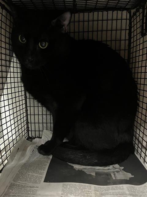 BENDER - Domestic Short Hair available for adoption
