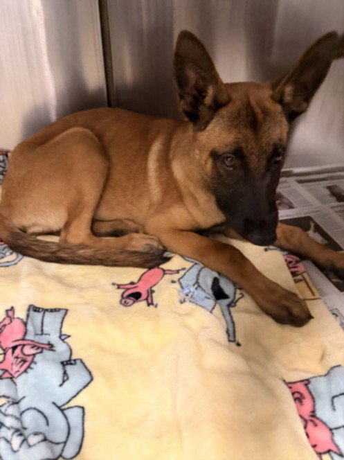 HOPPER - German Shepherd Dog available for adoption