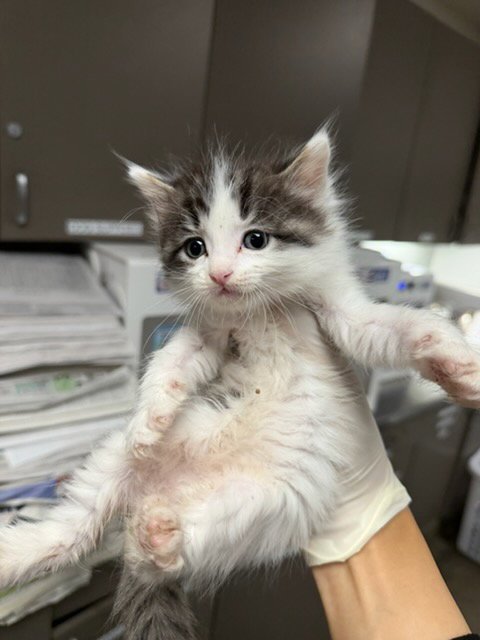6 - Domestic Short Hair available for adoption