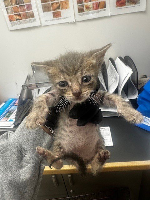 FRANKIE - Domestic Short Hair available for adoption
