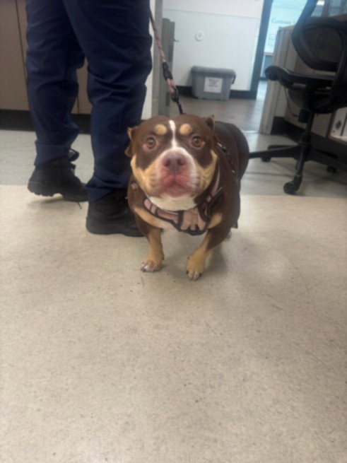 PIGLET - English Bulldog available for adoption