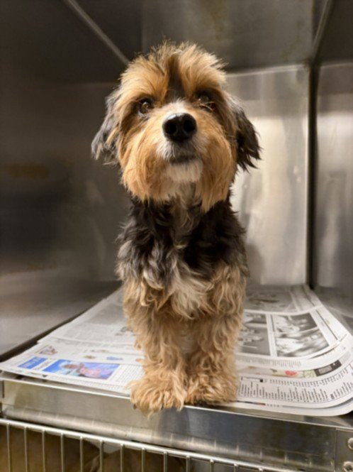 OSITO - Yorkshire Terrier Yorkie available for adoption