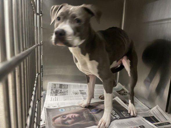 LINA - Pit Bull Terrier available for adoption