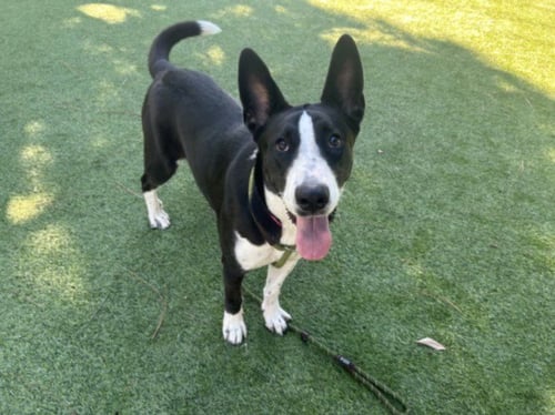 BAILEY - Australian Cattle Dog/Blue Heeler available for adoption