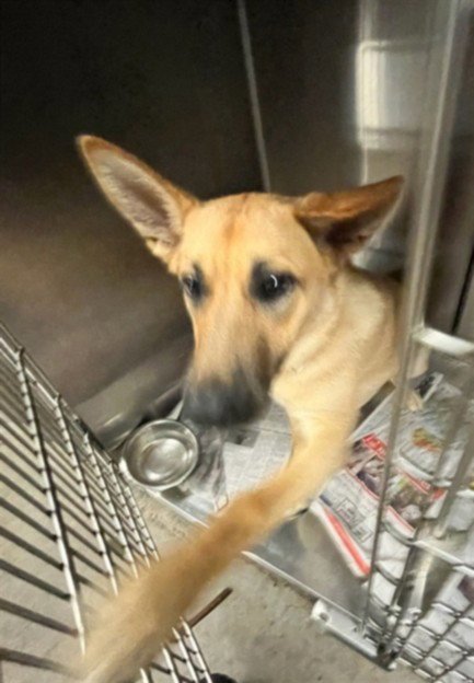 JULIET - German Shepherd Dog available for adoption