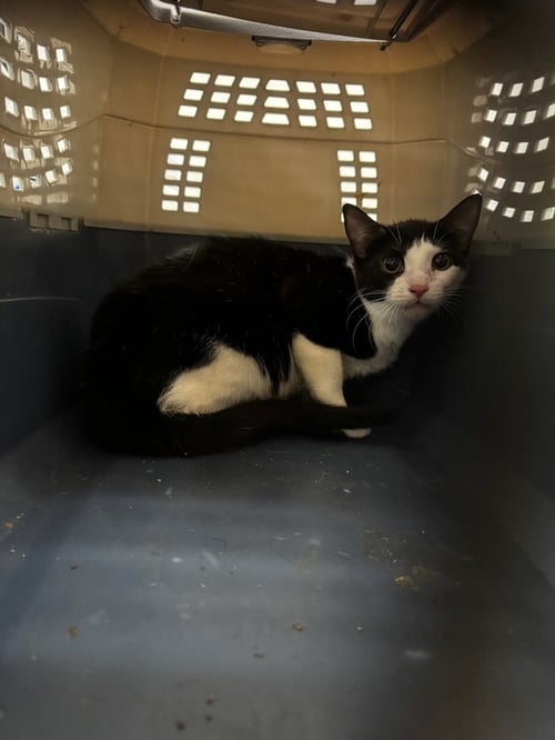 JASMINE - Domestic Short Hair available for adoption