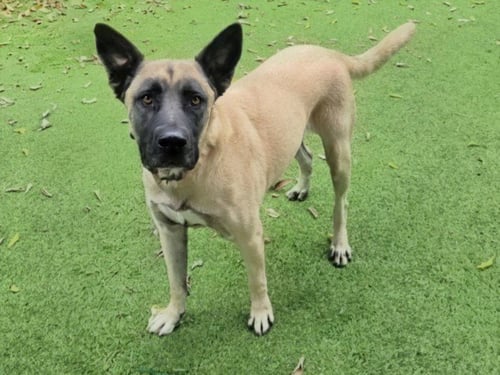 JESSE - German Shepherd Dog available for adoption