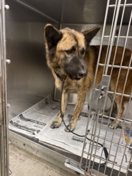 GWEN - German Shepherd Dog available for adoption