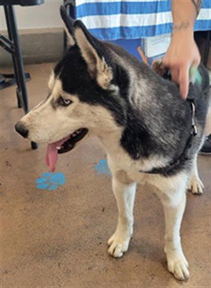 STARLIGHT - Siberian Husky available for adoption