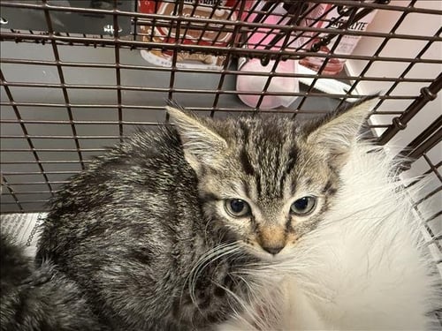 A2302286 - Domestic Short Hair available for adoption
