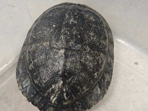 BUSTER - Turtle available for adoption