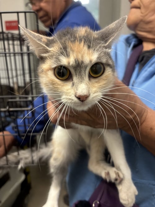 XOCHILT - Domestic Short Hair available for adoption